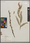 Foto von Salix petiolaris Sm.